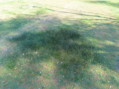 Juncus balticus ater