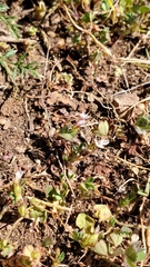 Trifolium variegatum geminiflorum