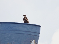 Buteo albigula