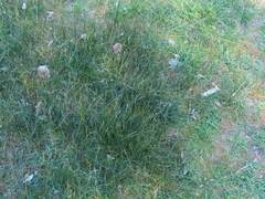 Juncus balticus ater