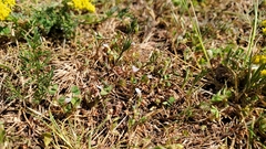 Trifolium variegatum geminiflorum