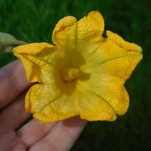 Cucurbita ficifolia