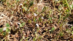 Trifolium variegatum geminiflorum