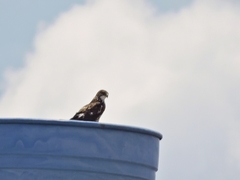 Buteo albigula