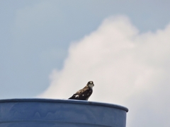 Buteo albigula