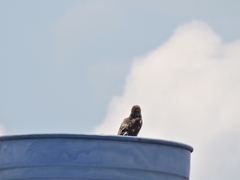 Buteo albigula