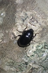 Chrysopeplus expolitus