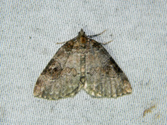 Plemyria georgii