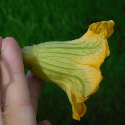 Image of Cucurbita ficifolia by (c) Stephen Thorpe, some rights reserved (CC BY)