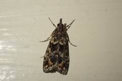 Eudonia minualis