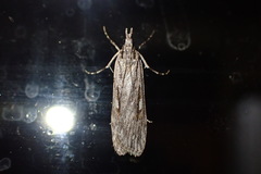 Scoparia indistinctalis