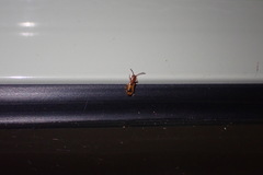 Cryptamorpha desjardinsi