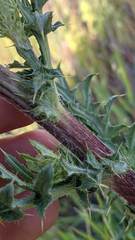 Cirsium remotifolium