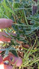 Cirsium remotifolium