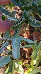 Cirsium remotifolium