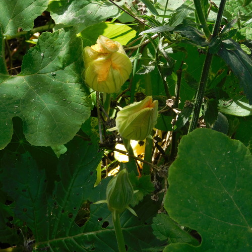 Cucurbita ficifolia