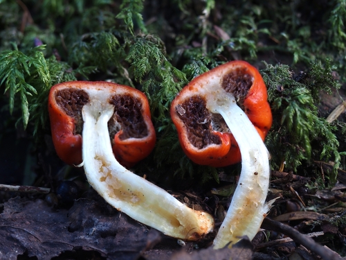 Leratiomyces nuotrauka