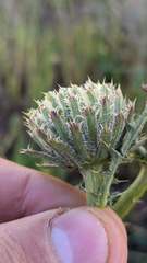 Cirsium remotifolium