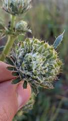 Cirsium remotifolium