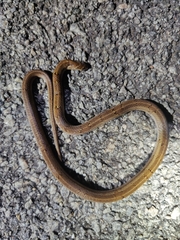 Oligodon taeniolatus