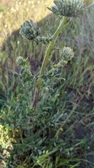 Cirsium remotifolium
