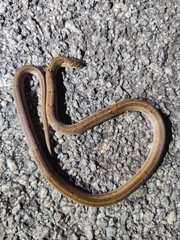 Oligodon taeniolatus