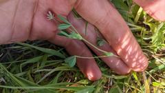 Trifolium bifidum decipiens
