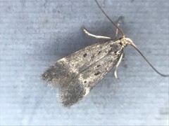 Neodactylota liguritrix