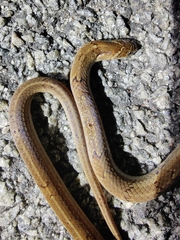 Oligodon taeniolatus