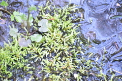 Cardamine breweri orbicularis