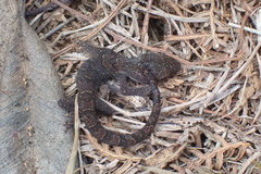 Dactylocnemis pacificus