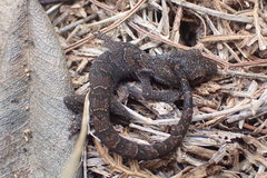 Dactylocnemis pacificus