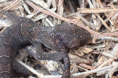 Dactylocnemis pacificus