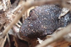 Dactylocnemis pacificus