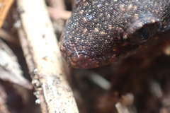 Dactylocnemis pacificus