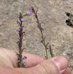 Verbena perennis