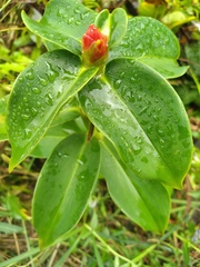 Costus woodsonii