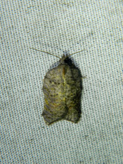 Acleris effractana