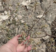 Croton sancti-lazari