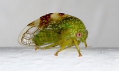 Smiliini