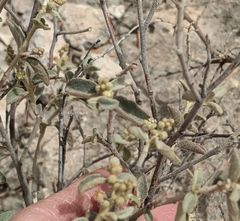 Croton sancti-lazari