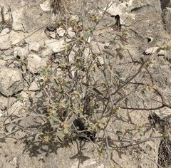 Croton sancti-lazari