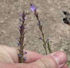Verbena perennis