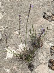 Verbena perennis