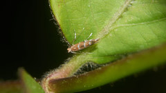 Phyllonorycter lonicerae