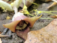 Asarum canadense