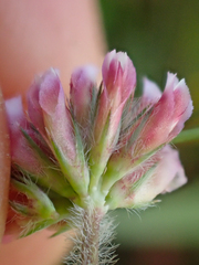 Trifolium bifidum decipiens