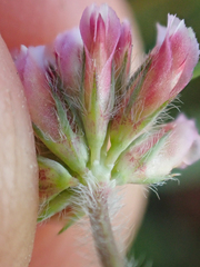 Trifolium bifidum decipiens