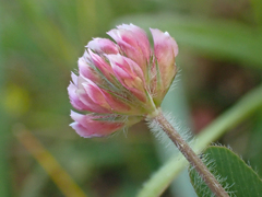 Trifolium bifidum decipiens