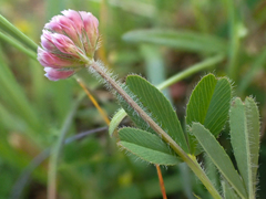 Trifolium bifidum decipiens
